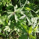 Ranunculus granatensis Листок