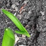 Scilla siberica Blatt