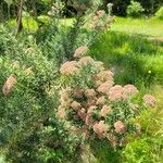 Ozothamnus rosmarinifolius Flor