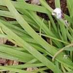 Ipheion uniflorum Folla