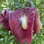 Aristolochia giganteaKwiat