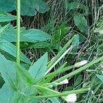 Epilobium roseum Fruchs