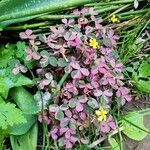 Oxalis spiralis Frunză