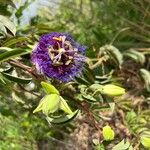 Passiflora cincinnata 花