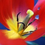 Tulipa mauriana 花