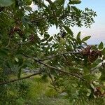 Sorbus americana Habitus