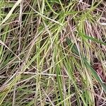 Carex remota 葉