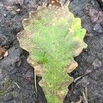 Quercus bicolor Leaf