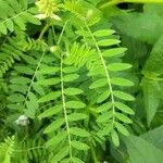 Astragalus canadensis Blad