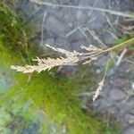 Agrostis stolonifera Plod