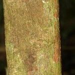 Virola michelii Corteza