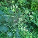 Arnoglossum atriplicifolium Flor