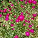 Lychnis coronariaFlors