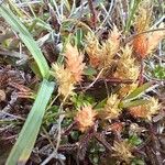 Selaginella selaginoides Flor