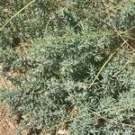 Suaeda maritima Libunga