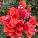 Bougainvillea spectabilisᱵᱟᱦᱟ