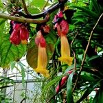 Drymonia coccinea Flor