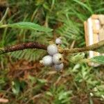 Psychotria schumanniana Hábito