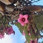 Brachychiton discolor Hoja