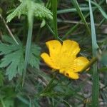 Ranunculus breyninus Blodyn