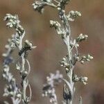 Artemisia austriaca Fleur