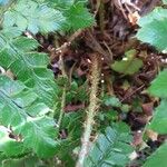 Polystichum polyblepharum Corteza