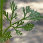 Coriandrum sativum Φύλλο