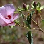 Gossypium sturtianum Цветок