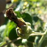 Abutilon exstipulare Fruit