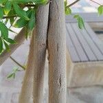 Vitex negundo Bark