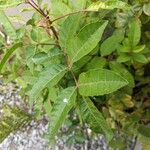 Schinus terebinthifolia 叶