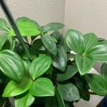 Peperomia quadrangularis Leht