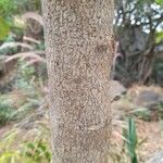 Mimusops coriacea Bark