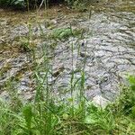 Phleum pratense Žiedas