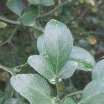 Citrus trifoliata Feuille