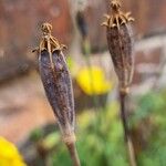 Papaver cambricum Fruit