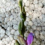 Galactia striata फूल