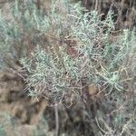 Artemisia filifolia Leaf