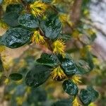 Azara microphylla Кветка