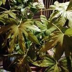 Fatsia japonicaLeht