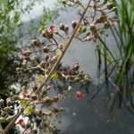 Scrophularia scorodonia Virág