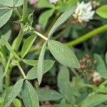 Trifolium alexandrinum Fulla