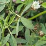 Trifolium alexandrinum Blad