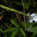 Stachytarpheta cayennensis Hábito