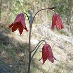 Fritillaria gentneri പുഷ്പം