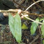 Microgramma thurnii Leaf