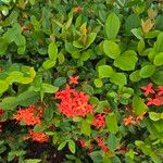 Ixora coccinea Flower