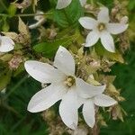 Campanula lactiflora Flor