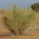 Leptadenia pyrotechnica Hoja