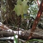 Aeranthes arachnites Flower